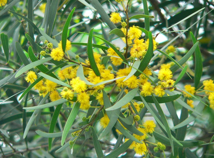 Acacia confusa seed